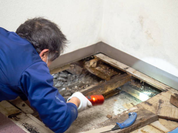Certified Mold Removal in Saticoy, CA