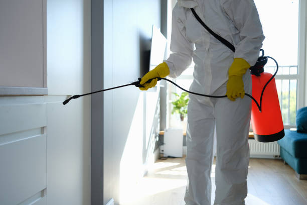 Saticoy, CA Mold Removal Company