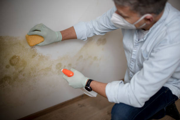 Best Home Mold Removal  in Saticoy, CA