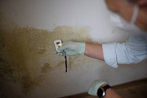 Best Mold Damage Repair  in Saticoy, CA