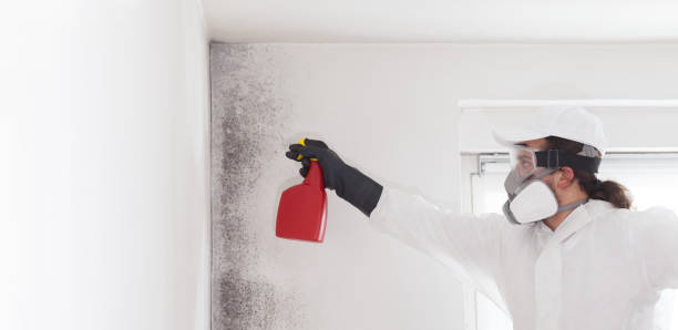 Best Black Mold Removal  in Saticoy, CA