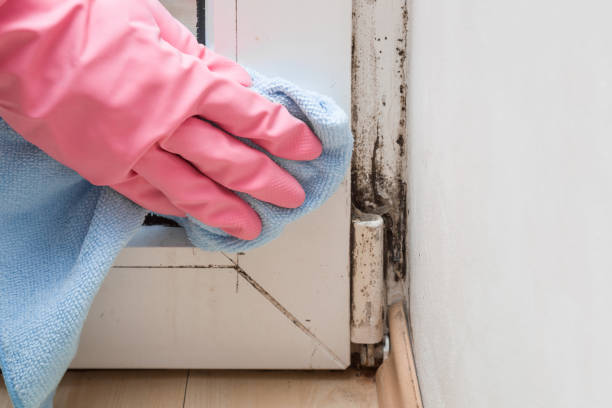 Crawl Space Mold Removal in Saticoy, CA
